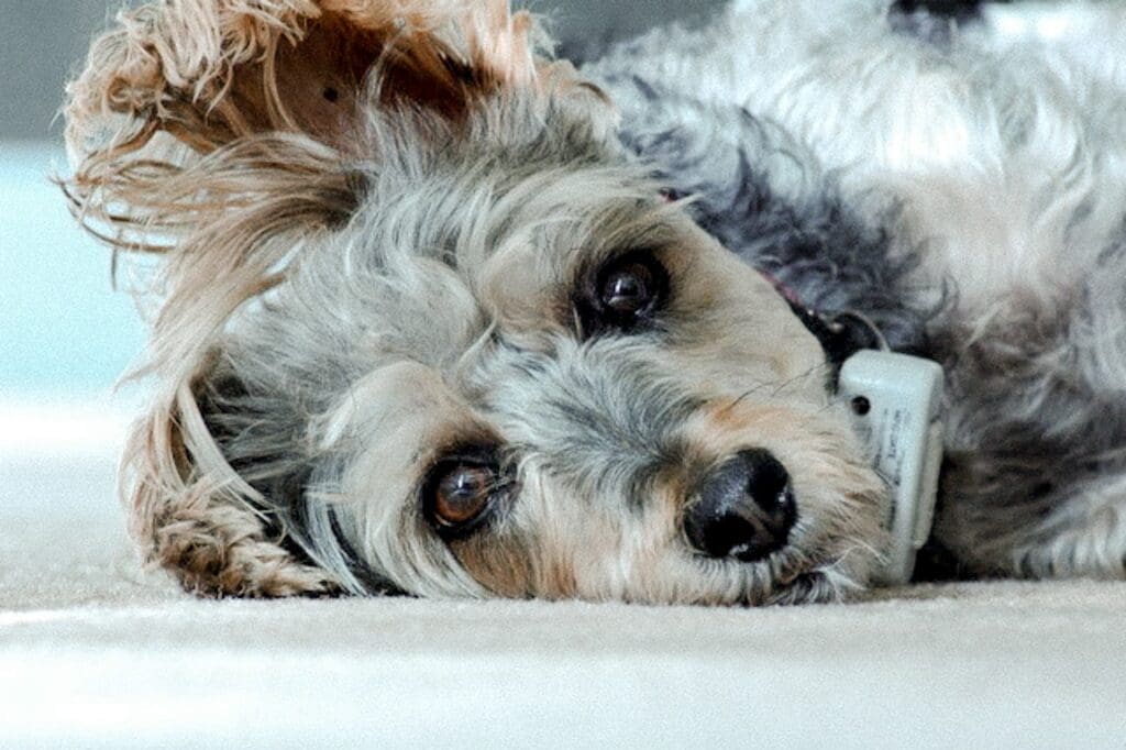 Miniature Schnauzer Yorkshire Terrier mix lays on beige carpet staring straight ahead.