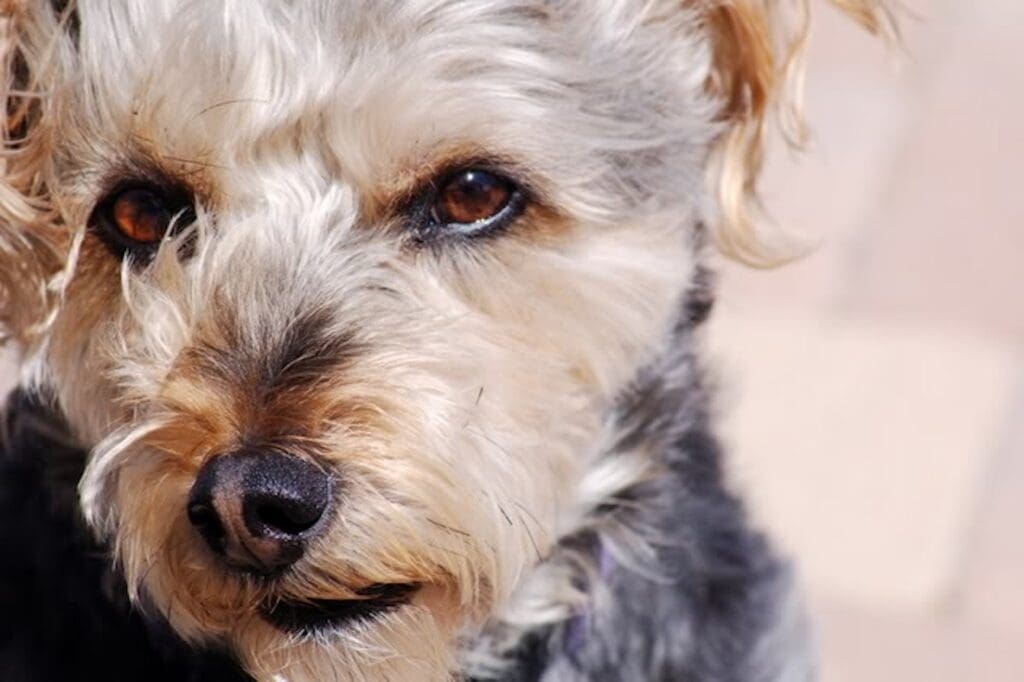 Close-up of Miniature Schnauzer Yorkshire Terrier mixed breed dog face.
