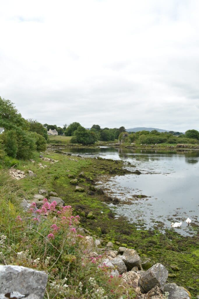 Small pond amongst greenery and wildflowers in Ireland.
